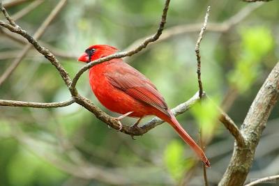 Spring Cardinal