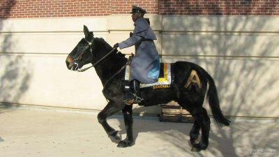 img_0153_std.jpg