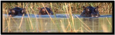 Delta del Okavango