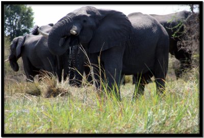 Delta del Okavango