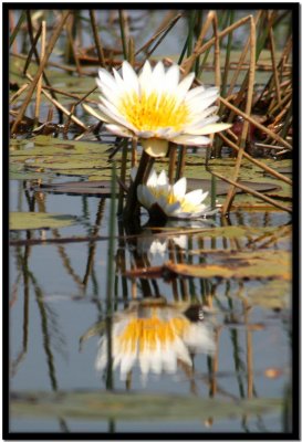 Delta del Okavango