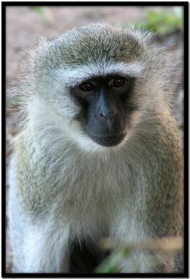 Chobe N.P.