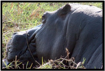 Chobe N.P.