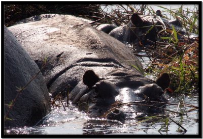 Chobe N.P.