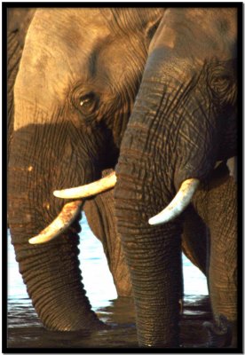 Chobe N.P.