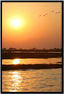 Chobe N.P.
