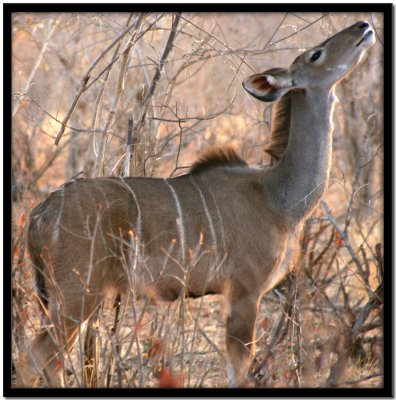 Chobe N.P.