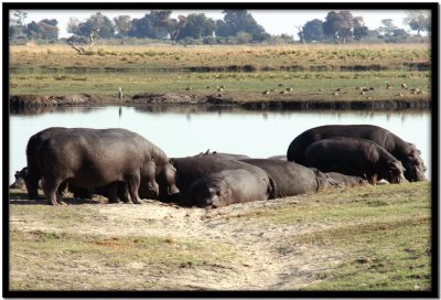 Chobe N.P.