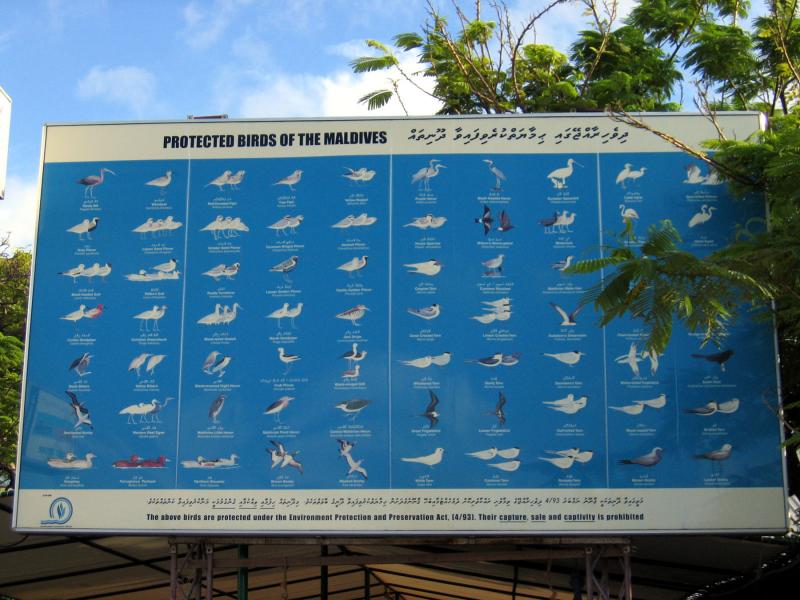 Protected bird species of the Maldives