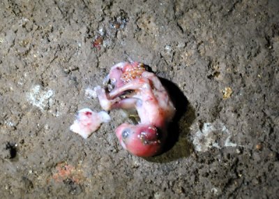 Bat fetus, Batu Caves