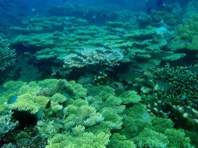 Coral reef, Seven Islands, Coron Bay