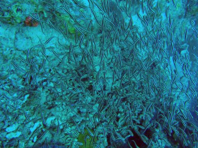 A large school of juvenile striped eel catfish (Plotosus lineatus)