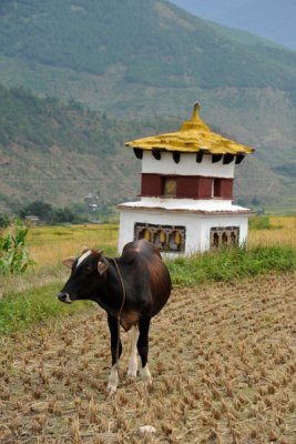 A cow in the freshly harvested field