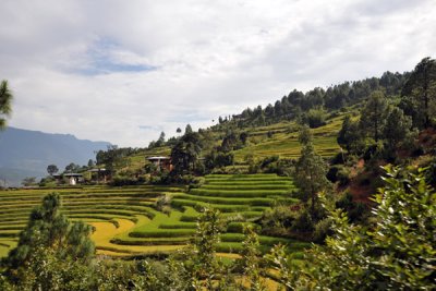 Punakha Region