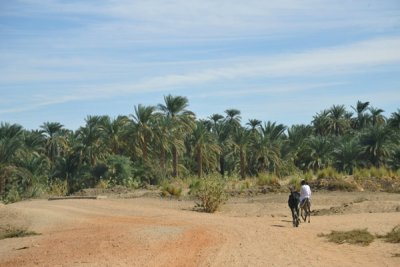Dirt road leading through the narrow band of green along the Nile