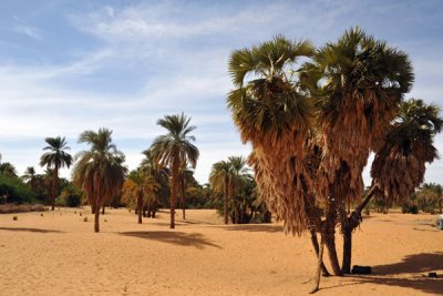 Palm trees near Old Dongola