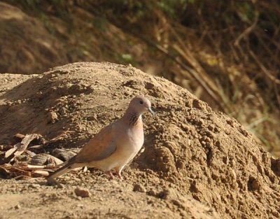 Laughing Dove (Stigmatopelia senegalensis) on the banks of the Nile, Old Dongola