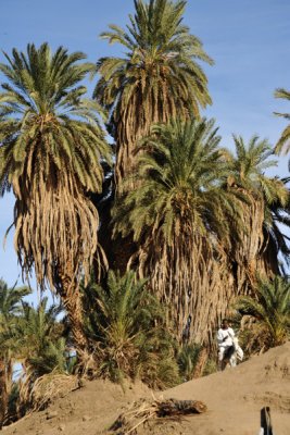 Palms on the Nile