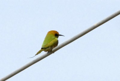 Green Bee-eater, Merops orientalis