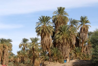 Palm trees along the Nile near Old Dongola