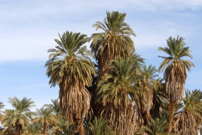 Palm trees along the Nile near Old Dongola
