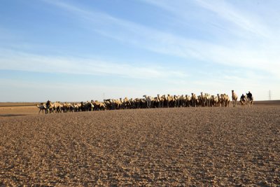 Another herd of camels, but this one smaller than the one we saw the day before