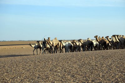 Camels being herded north bound for market in Egypt