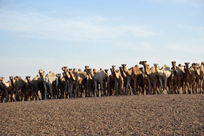 Herd of camels along the road south of Dongola