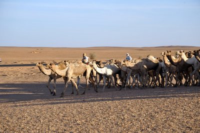 Herd of camels along the road south of Dongola
