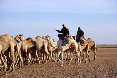 Mounted camel herders on the long walk to Egypt
