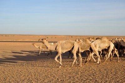 Camels in Nubia