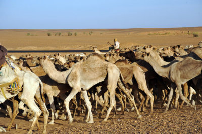 Camels being driven north to Egypt