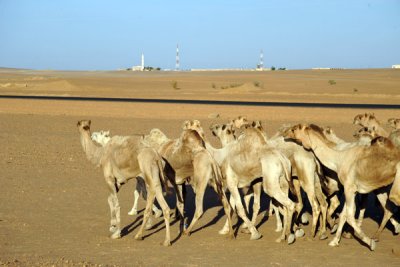Camels being driven north to Egypt