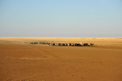 Cattle country of Eastern Sudan near El Gadaref