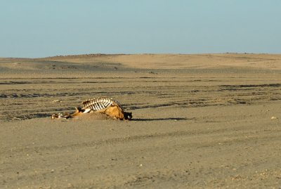 Dead Camel Highway