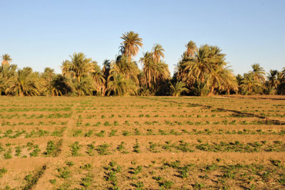 Agriculture along the Nile, Soleb