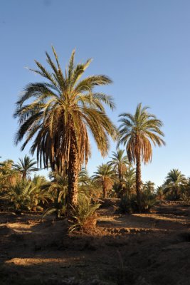 Palm trees, Soleb