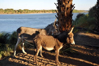 Donkeys on the banks of the Nile at Soleb