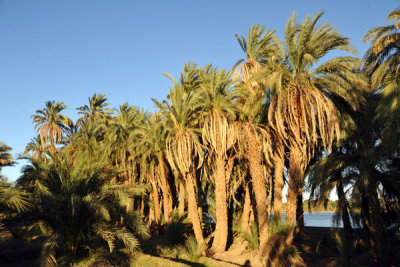 Palm trees along the Nile