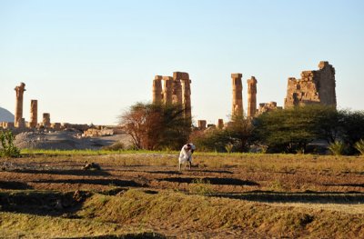 Nubian farmer at work next to the Temple of Soleb