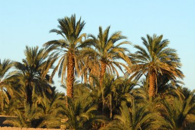 Palm trees along the Nile, Soleb