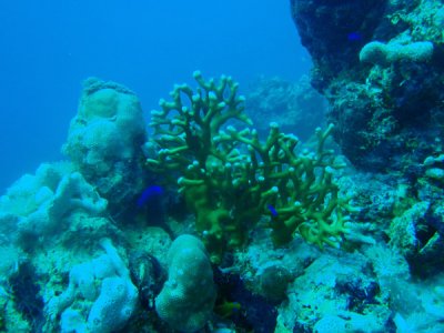 Coral, Abu Adila Reef, Sudan