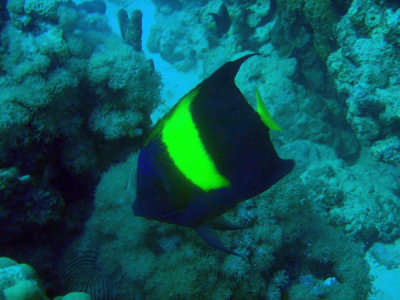 Yellowband angelfish (Pomacanthus maculosus), Sudan-Red Sea