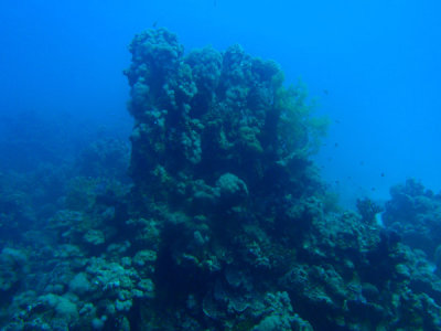 Abu Adila dive, Red Sea, Sudan