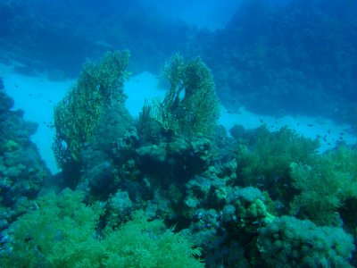 Abu Adila dive, Red Sea, Sudan