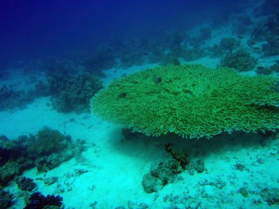 Table coral, Abu Adila