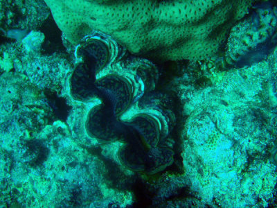 Giant clam, Sudan-Red Sea