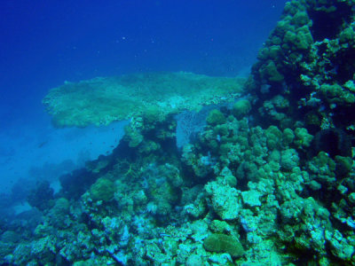 Table coral, Abu Adila