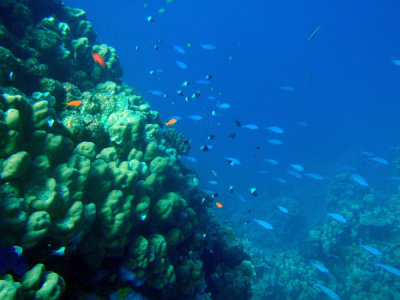 Abu Adila, Sudan-Red Sea