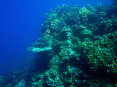 Coral, Abu Adila,  Sudan-Red Sea
